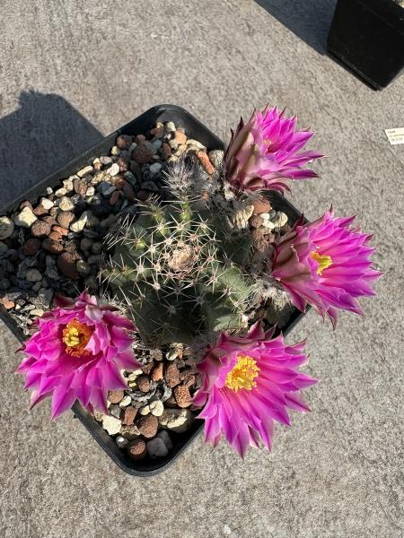 Echinocereus pulchellus ssp acanthosetus